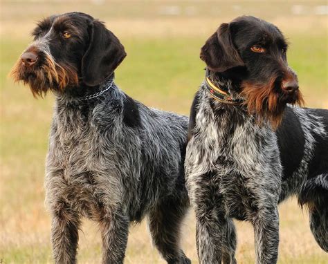 wirehaired pointing griffon grow big