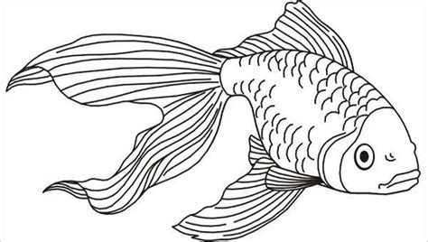 fish coloring pages jpg ai illustrator fish coloring page