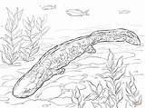 Coloring Axolotl Hellbender Pages Drawing Salamander Printable Designlooter Drawings Sketch Template 4kb 1199 sketch template