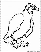 Vulture Bird Turkey Coloring Drawing Book Clipart sketch template