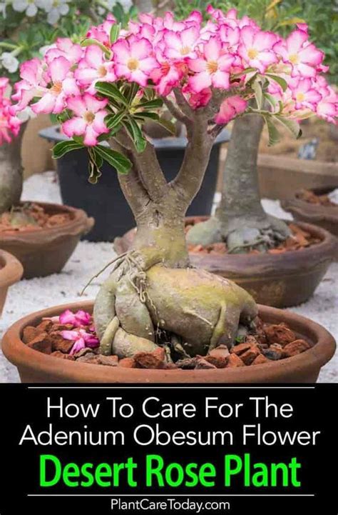 Desert Rose Care How To Grow Adenium Obesum Plants Desert Rose Plant