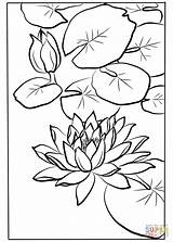 Water Coloring Lily Pages Shodo Kawarazaki Drawing Printable Flowers Getdrawings Kids Line sketch template