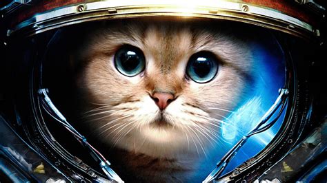space cats hd wallpaper  images