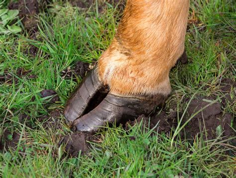 cattle hoof care standards veterinary practice