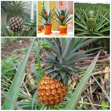growing  pineapple  home