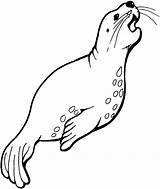 Seal Coloring Pages Leopard Print sketch template