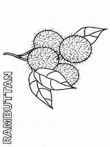Rambutan Coloring Pages Fruits Recommended sketch template