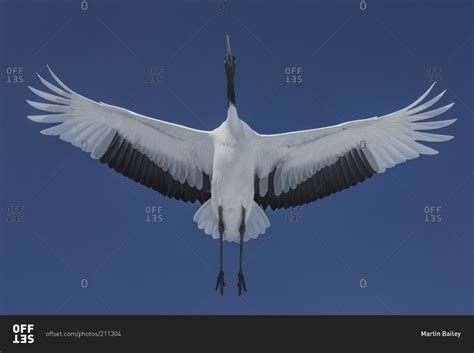 japanese red crowned crane flying   stock photo offset