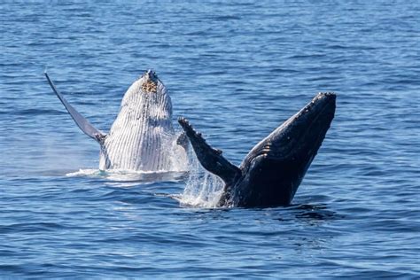humpback whale diet   whales eat whale watching tours