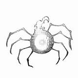 Arachne sketch template