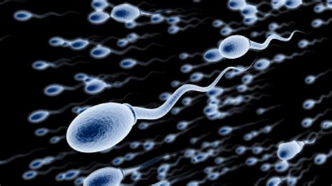 Everything You Need To Know About Sperm Including Male