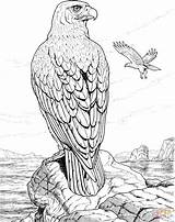 Eagle Coloring Pages Perched Hawk Rock Eagles Printable Animals Drawing Bird Realistic Wildlife Color Kleurplaat Bald Drawings Colouring Supercoloring Red sketch template