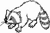 Raccoon Outline Coloring Pages Template Animals Sketch Templates sketch template