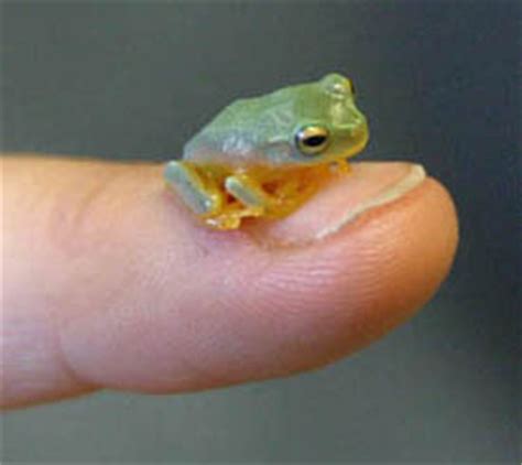 prairie gumbo baby frogs