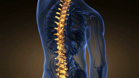 backbone backache science anatomy scan  stock motion graphics sbv  storyblocks