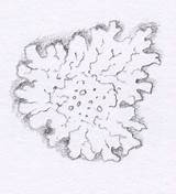 Lichen Lichens Lizzieharper Lizzie Fungi Harper Botany sketch template