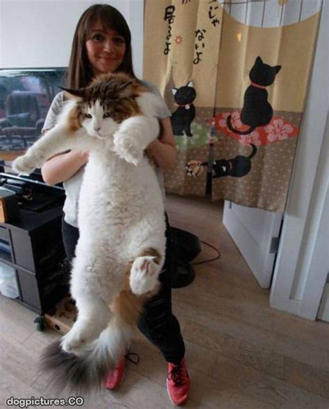 huge fluffy cat dog pictures