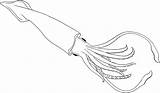 Squid Colossal Whale Getcolorings sketch template