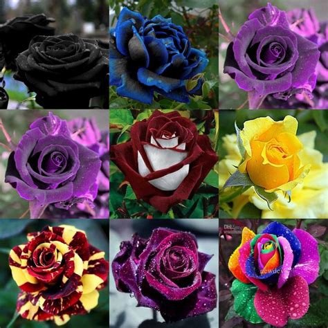beautiful  varieties rose flower seeds  seeds package home garden