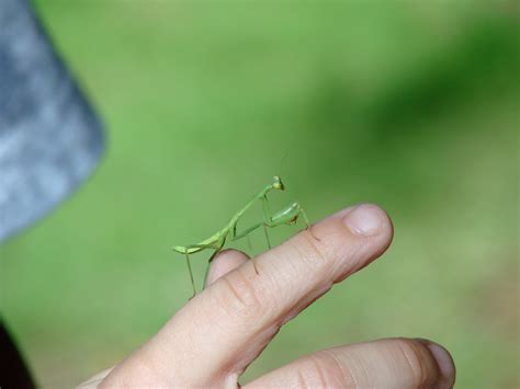 images hand grass leaf finger green insect baby fauna praying invertebrate