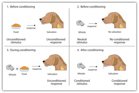 learning  association classical conditioning introduction  psychology