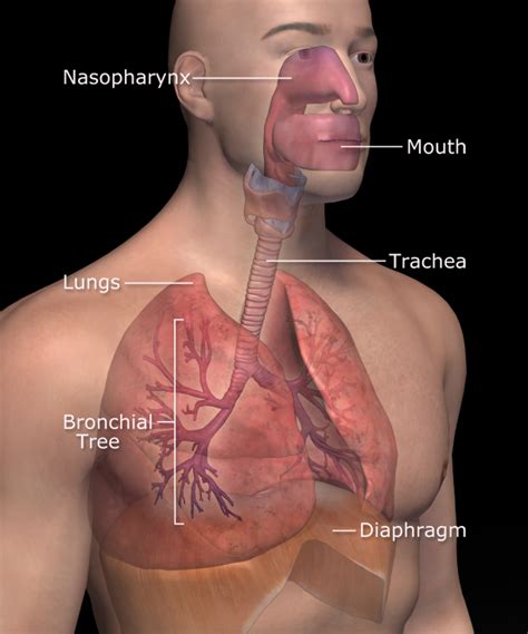 respiratory system wikidoc