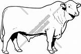 Angus Clipart Steer Cow Calf Drawing Vector Head Cattle Clip Bull Holstein Red Clipground Getdrawings Clipartmag sketch template