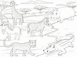 Savannah Coloring Educational African Game Book Vector Animals Illustration sketch template