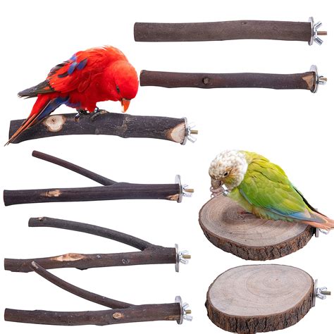 parrotlet bird perches  optimal comfort  health hummingbirds