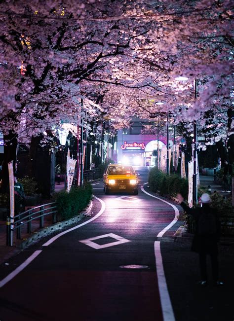night sakura street  japan rbeamazed