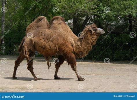 bactrian camel stock image image
