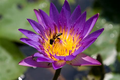 bee  water lilly  photo  freeimages