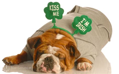 saint patricks day dogs wallpapers wallpaper cave