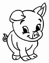 Cute Pig Coloring Pages Pigs Baby Drawing Guinea Cartoon Printable Kids Animals Pikachu Animal Adorable Christmas Clipart Peppa Easy Step sketch template