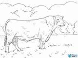 Bull Coloring Pages sketch template