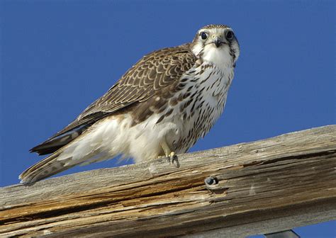 prairie falcon facts pictures habitat predators pictures