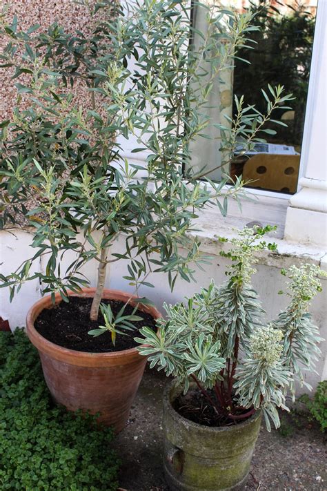 olive tree care grow  olive tree indoors hgtv