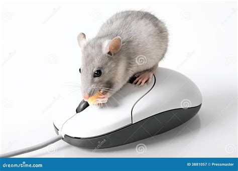 grey mouse stock image image   background computer