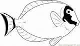 Surgeonfish Getcolorings Coloringpages101 sketch template