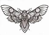 Moth Tattoo Death Drawing Head Tattoos Skull Drawings Designs Flash Butterfly Deaths Traditional Hawk Body Simple Insect Sketches Moths Neo sketch template