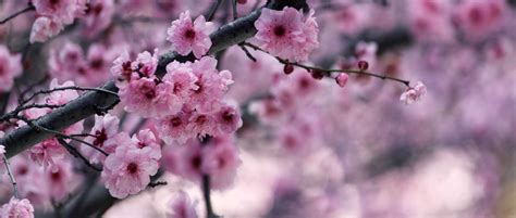cerisiers du japon planter tailler entretenir conseils