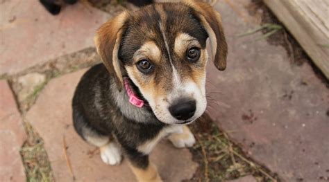 Beagle Mixes 20 Different Adorable Crossbreeds With Pictures