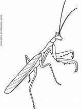 Mantis Praying Coloring Pages Clipart Insects Color Kids Printable Insekten Bug Outline Colouring Insect Embroidery Line Drawing Fun Draw Lightupyourbrain sketch template