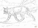 Bobcat Coloring Pages Realistic Printable Supercoloring Bobcats Print Color Kids Drawing Getcolorings Animal Animals Fre Lion Search Template Categories sketch template