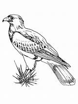 Hawk Hawks Tailed sketch template
