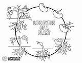 Cycle Cycles Homeschool sketch template