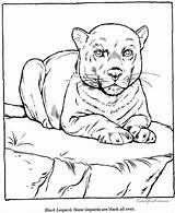 Zoo Felinos Leopard Drawing Animais Coloriages Kolorowanki Dzieci Dla Drawings Onças sketch template