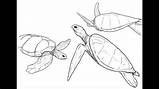 Honu Drawing Turtle Paintingvalley Episode Learning sketch template