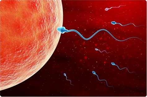 Small Rna In Sperm Shown To Be Essential For Embryonic Development