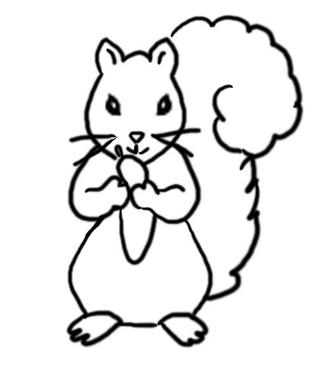 printable squirrel coloring pages  kids animal place